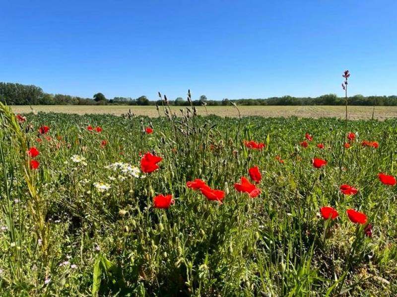 A vendre terrain constructible très proche de FECAMP 76400